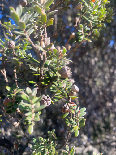 Leptospermum lanigerum, photograph 5