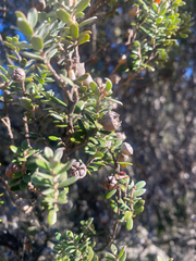 Leptospermum lanigerum, photograph (c) Corey O'Brien, some rights reserved (CC BY)