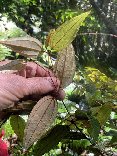 Rhodamnia blairiana observed 2026-06-27