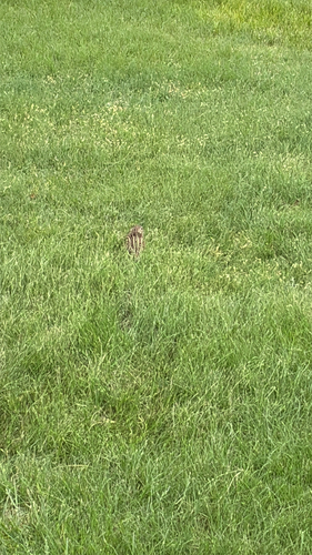 Thirteen-lined Ground Squirrel