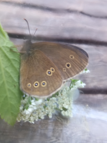 Ringlet