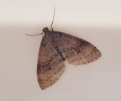 Trichopteryx carpinata