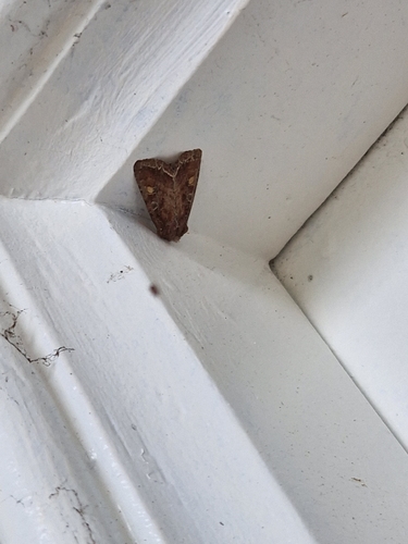 Bright-line Brown-eye