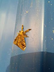 Lepidoptera