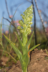 Pterygodium inversum