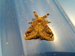 Lepidoptera