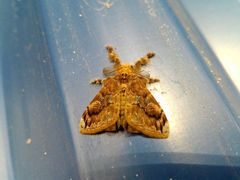 Lepidoptera
