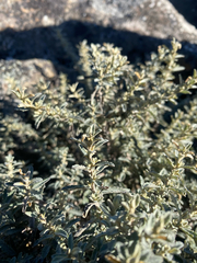 (c) Corey O'Brien, some rights reserved (CC BY) Olearia phlogopappa, photograph (c) Corey O'Brien, some rights reserved (CC BY)