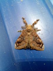 Lepidoptera