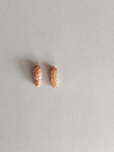 Decollate Snail
