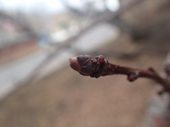 Crataegus chlorosarca