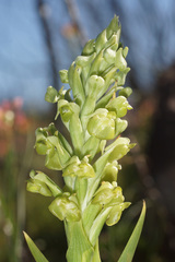 Pterygodium inversum