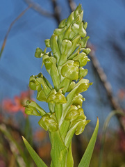 Pterygodium inversum