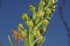 Pterygodium inversum