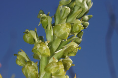 Pterygodium inversum