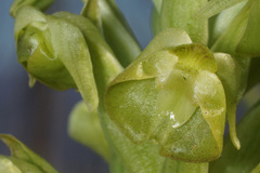 Pterygodium inversum