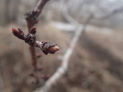 Crataegus chlorosarca
