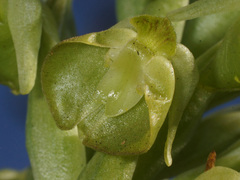 Pterygodium inversum