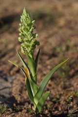 Pterygodium inversum