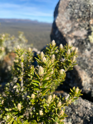 Oxylobium ellipticum, photograph 1