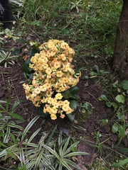 Magnoliopsida