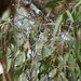 Corymbia maculata - Photo (c) johnnewm,  זכויות יוצרים חלקיות (CC BY-NC), uploaded by johnnewm