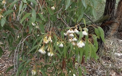 Eucalyptus tricarpa