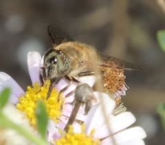Eristalinus