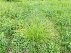 Carex cespitosa, photograph author not stated, no rights reserved