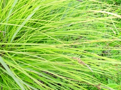 Carex cespitosa, photograph author not stated, no rights reserved