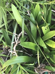 Clivia miniata miniata