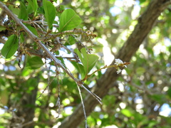 Citharexylum spinosum