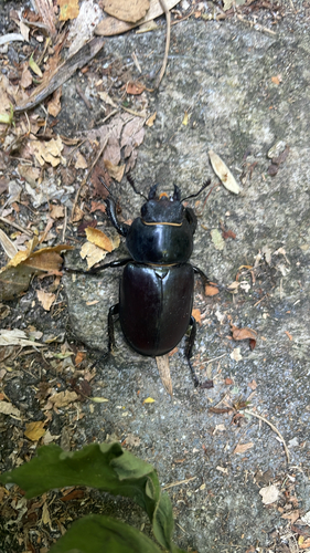 European Stag Beetle