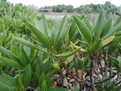 Myoporum bontioides