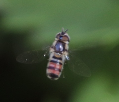 Betasyrphus