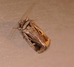 Proteuxoa chrysospila