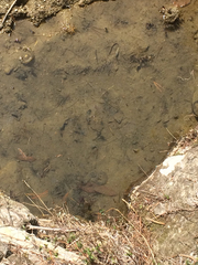 Hynobius leechii
