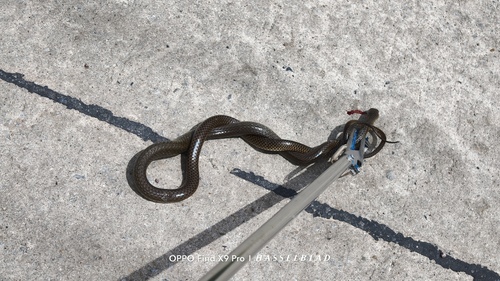 Indo-Chinese Rat Snake