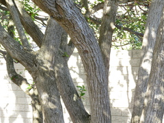 Citharexylum spinosum