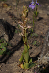 Satyrium erectum × humile