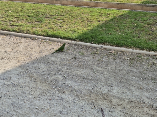 Monk Parakeet