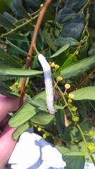Buzara latizona