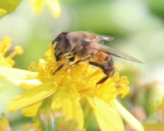 Eristalinus