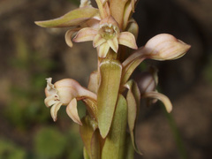 Satyrium erectum × humile
