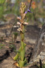 Satyrium erectum × humile