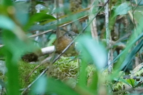 Temminck's Babbler (Pellorneum pyrrogenys), photo 2