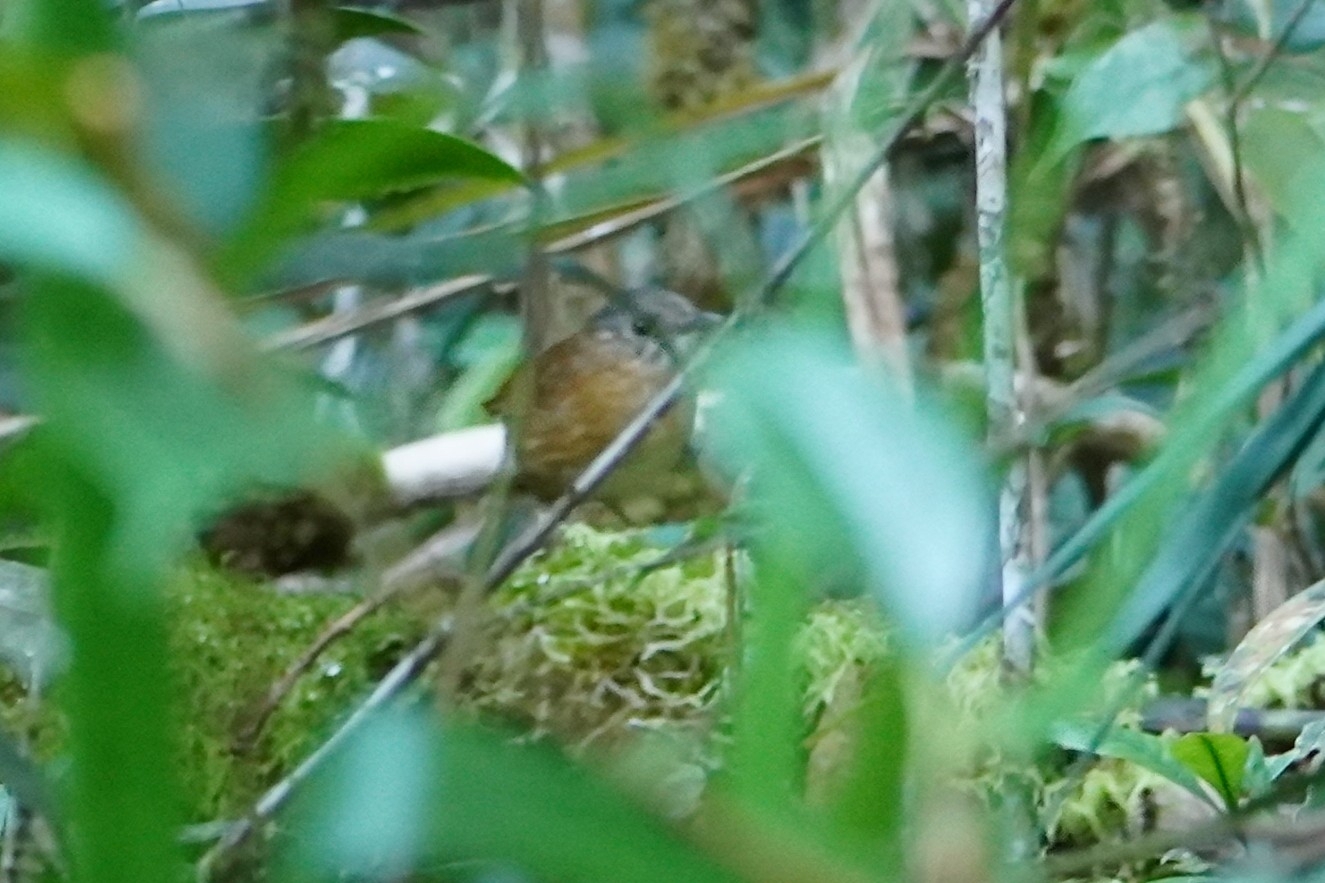 Temminck's Babbler (Pellorneum pyrrogenys), photo 2
