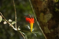 Aeschynanthus speciosus