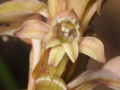 Satyrium erectum × humile