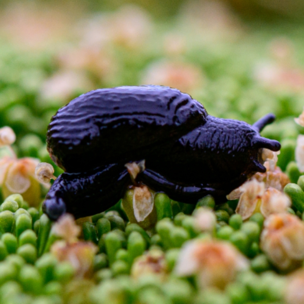 Ranfurlyinae